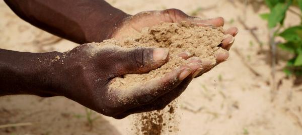A farmer in central Senegal observing how little organic matter the soil in his field contains © CIRAD, C. Dangléant